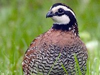 Quail image