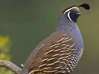 Quail photo