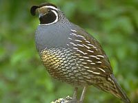 Quail image