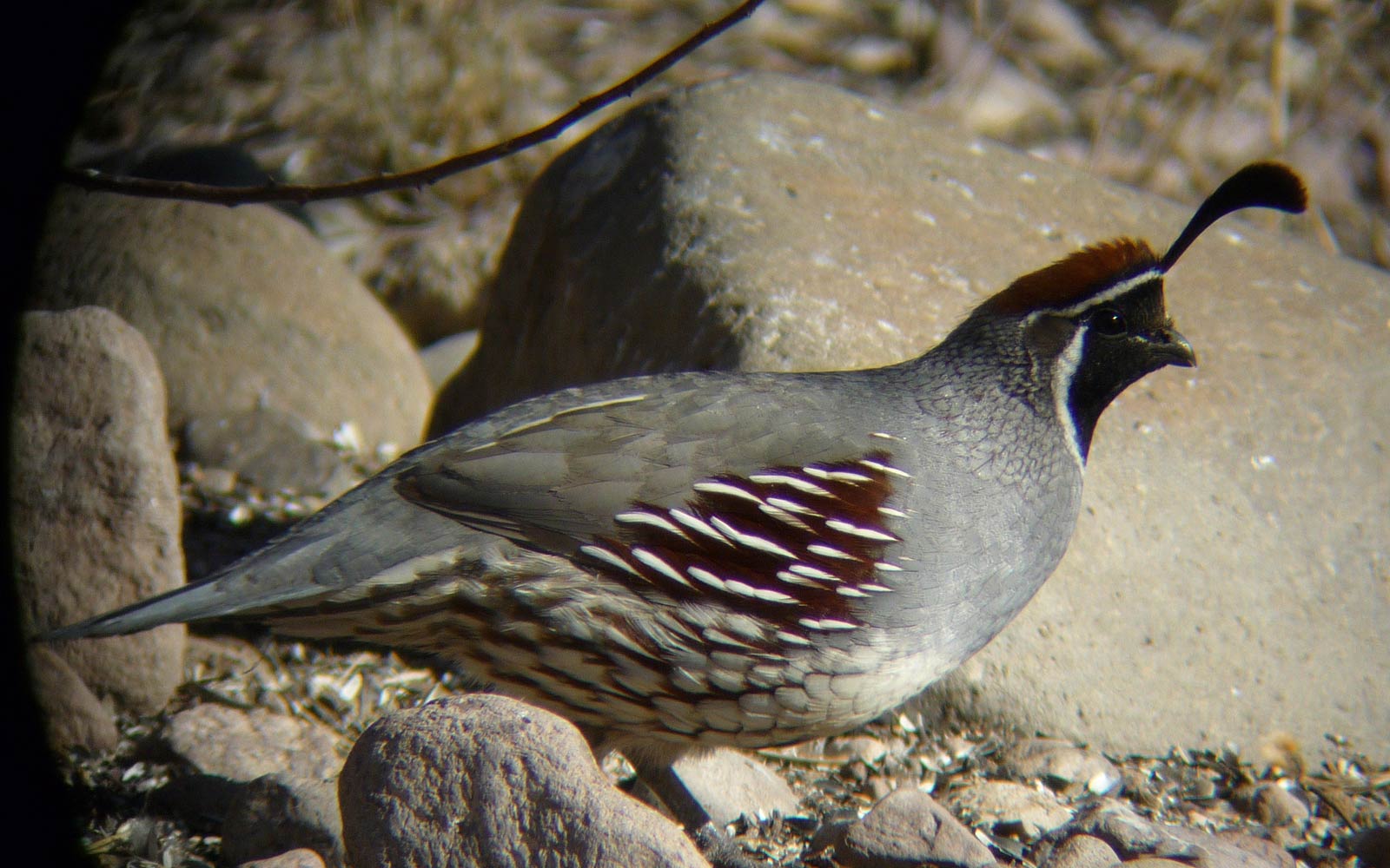 free Quail wallpaper wallpapers and background