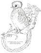 Quetzal coloring page