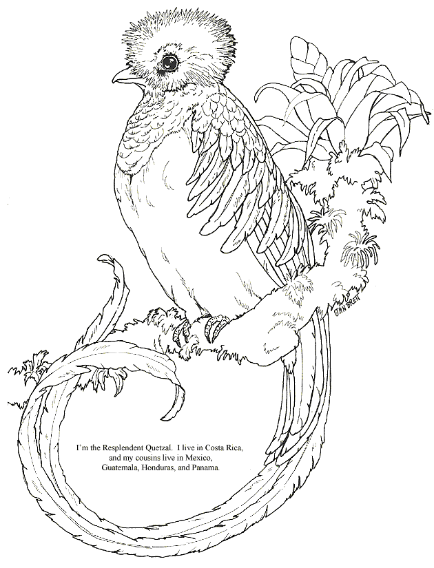 free Quetzal coloring page