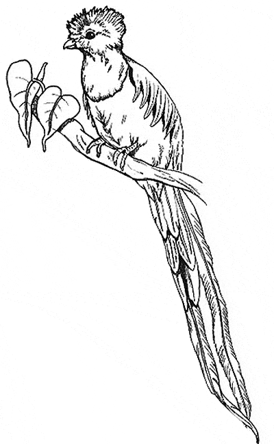free Quetzal coloring page