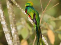 Quetzal bird