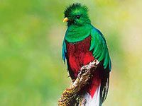 Quetzal vibrantly colored animal