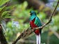 quetzal