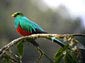 quetzal wallpapers