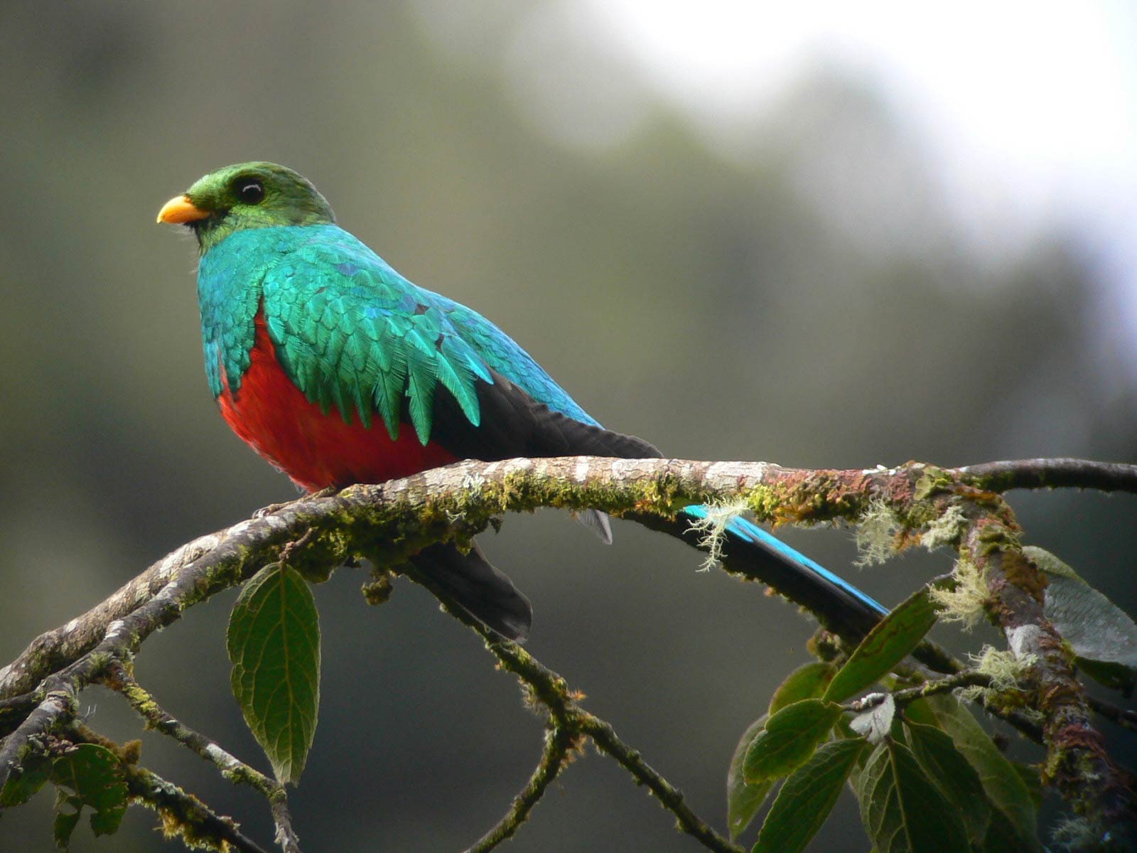 free Quetzal wallpaper wallpapers and background