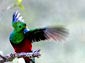 quetzal desktop wallpaper
