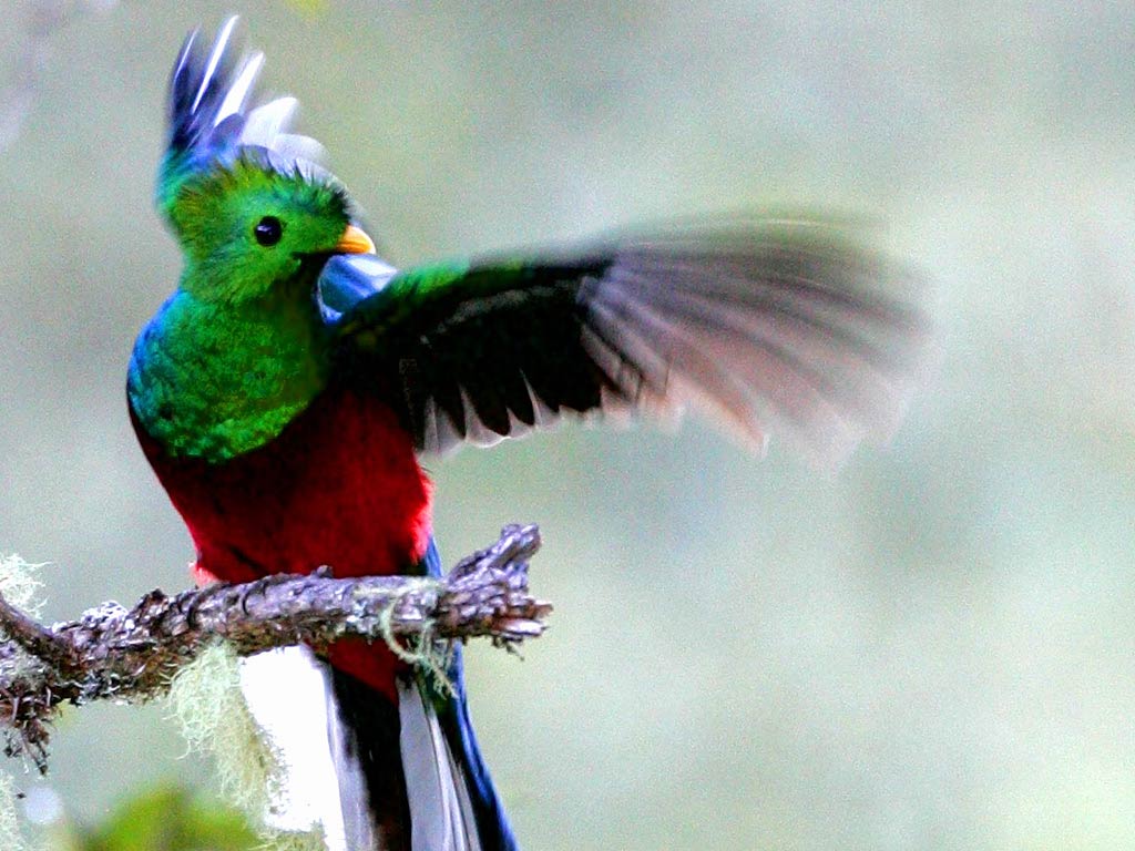 free Quetzal wallpaper wallpapers download