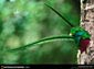 Quetzal wallpaper