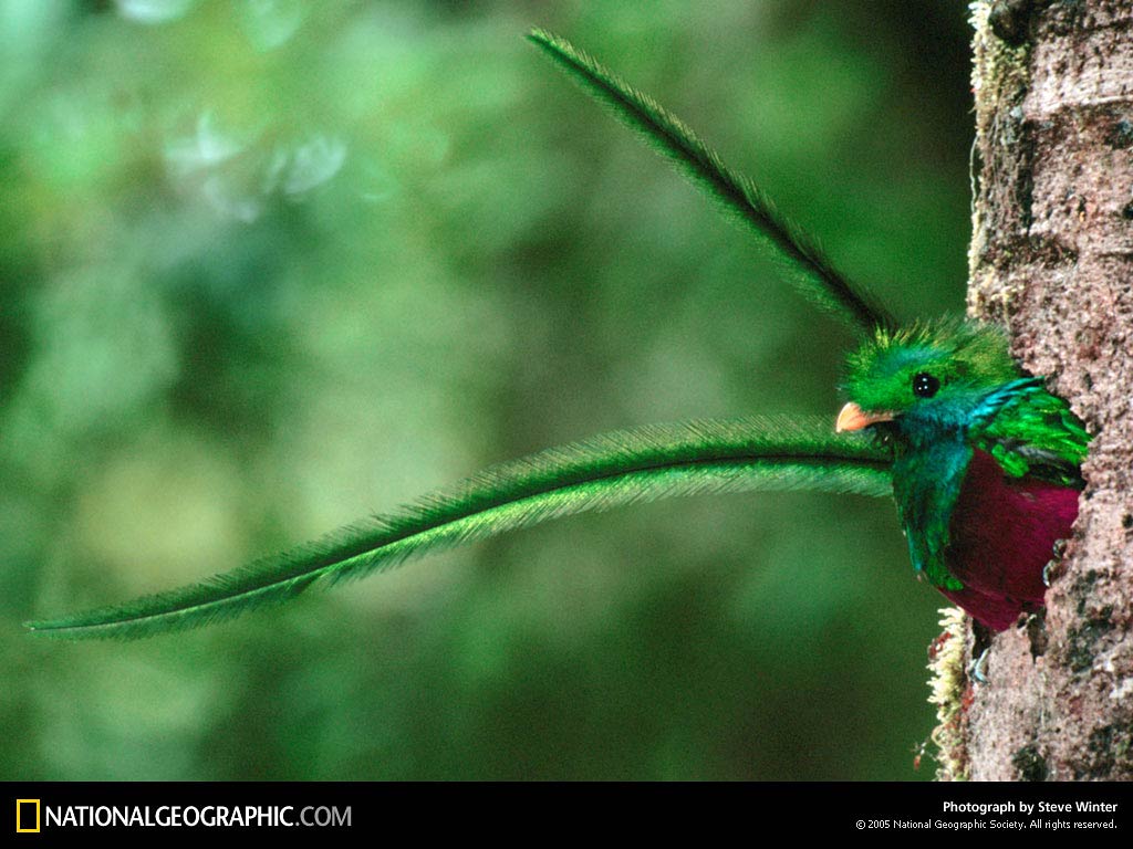 free Quetzal desktop wallpaper wallpapers Desktop and Mobile