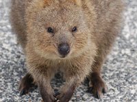 Quokka image