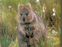 Quokka image