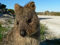 Quokka picture