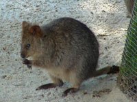 Quokka photo