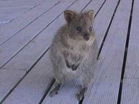 Quokka