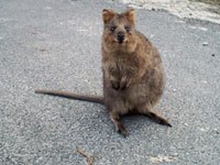 Quokka image