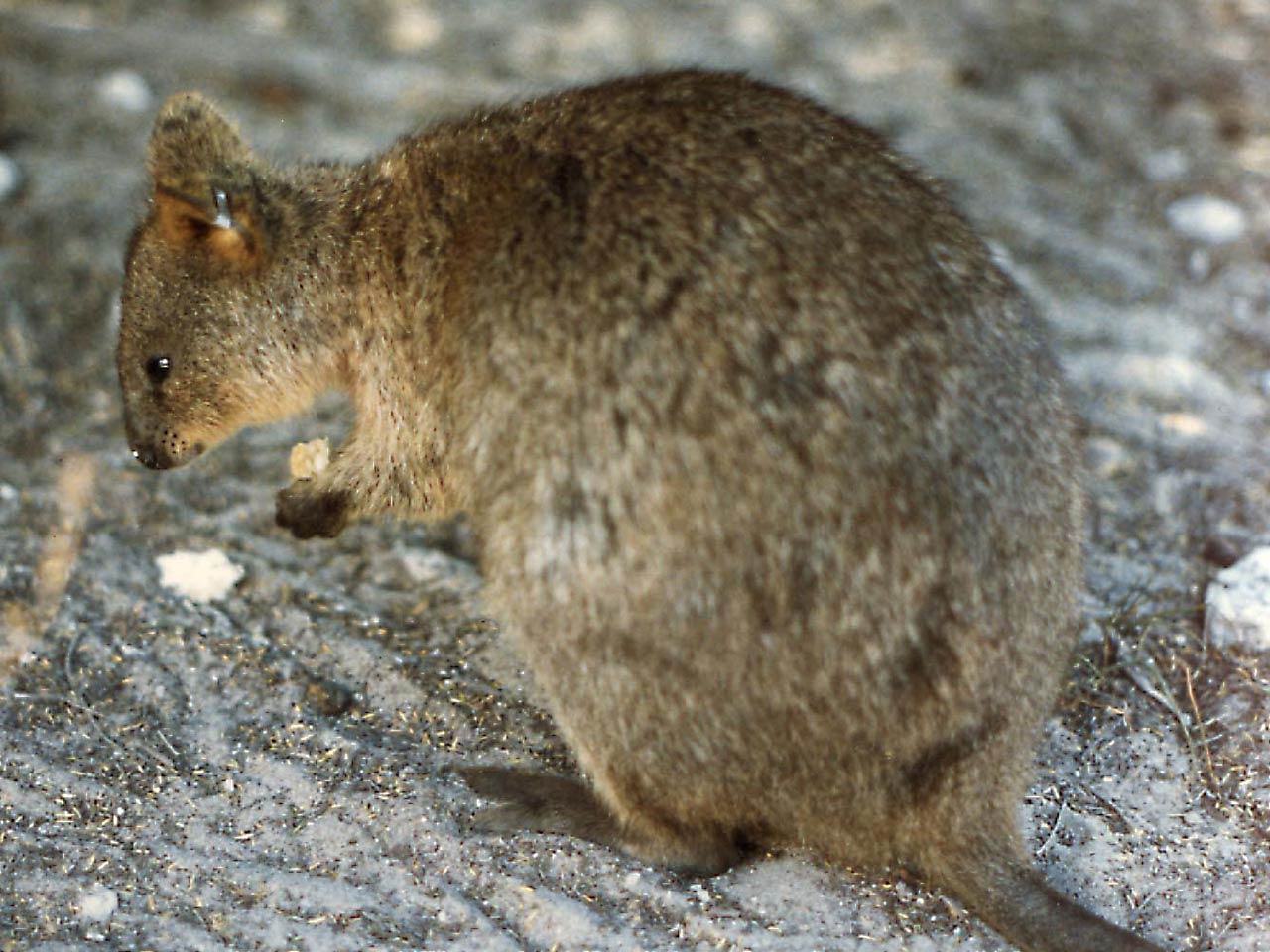 free Quokka wallpaper wallpapers download