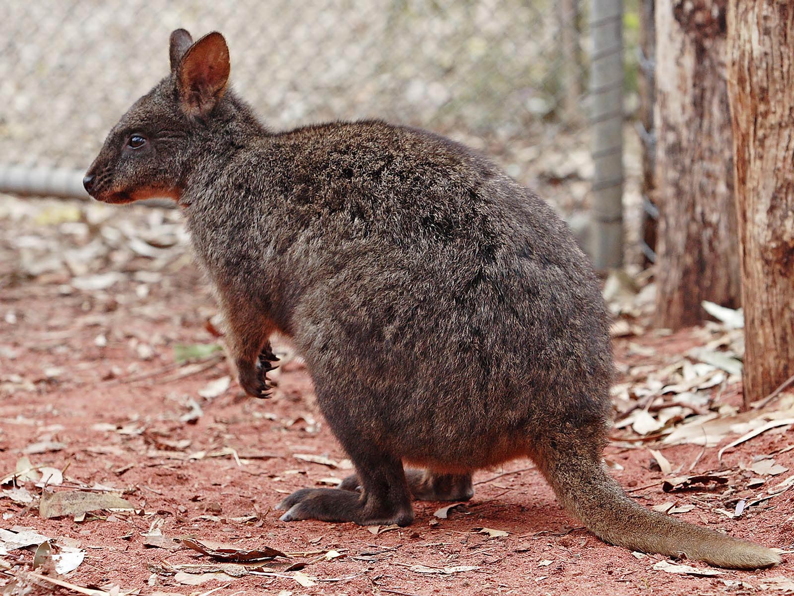 free Quokka wallpaper wallpapers download