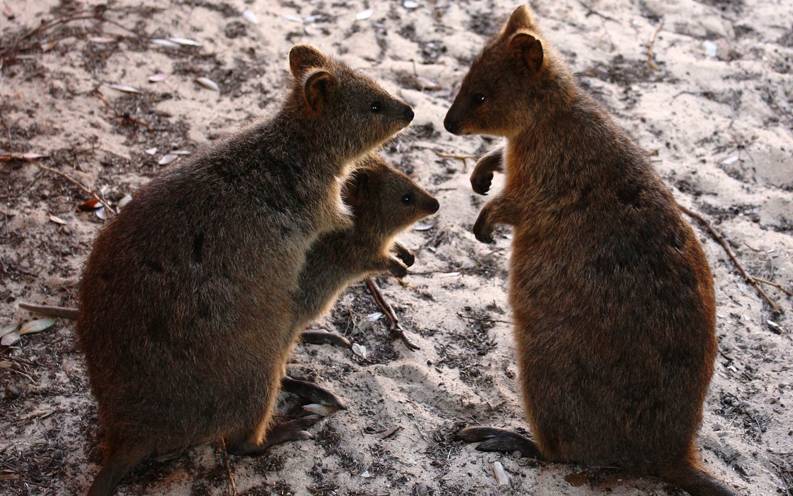 free Quokka wallpaper wallpapers download