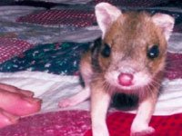 Quolls