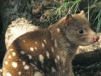 Quolls picture