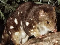 Quolls photo