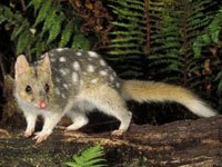 The quoll is a nocturnal animal