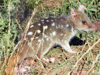 Quolls picture