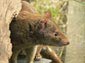 Quolls wallpaper