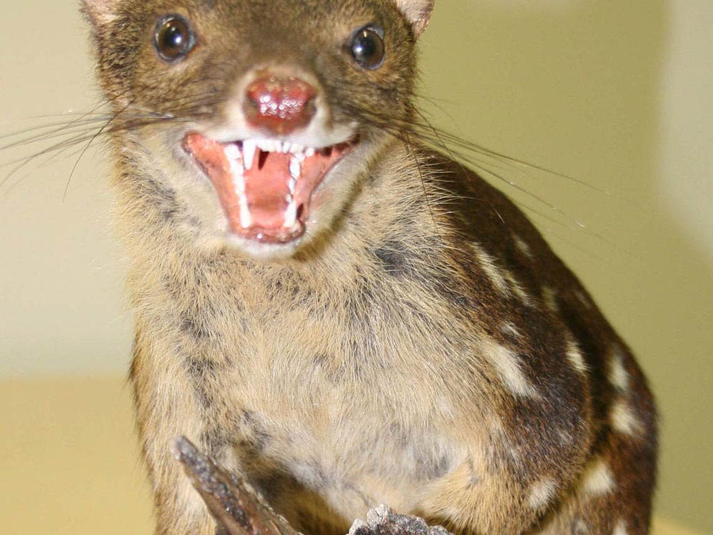 free Quolls wallpaper wallpapers download