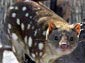 Quolls wallpaper