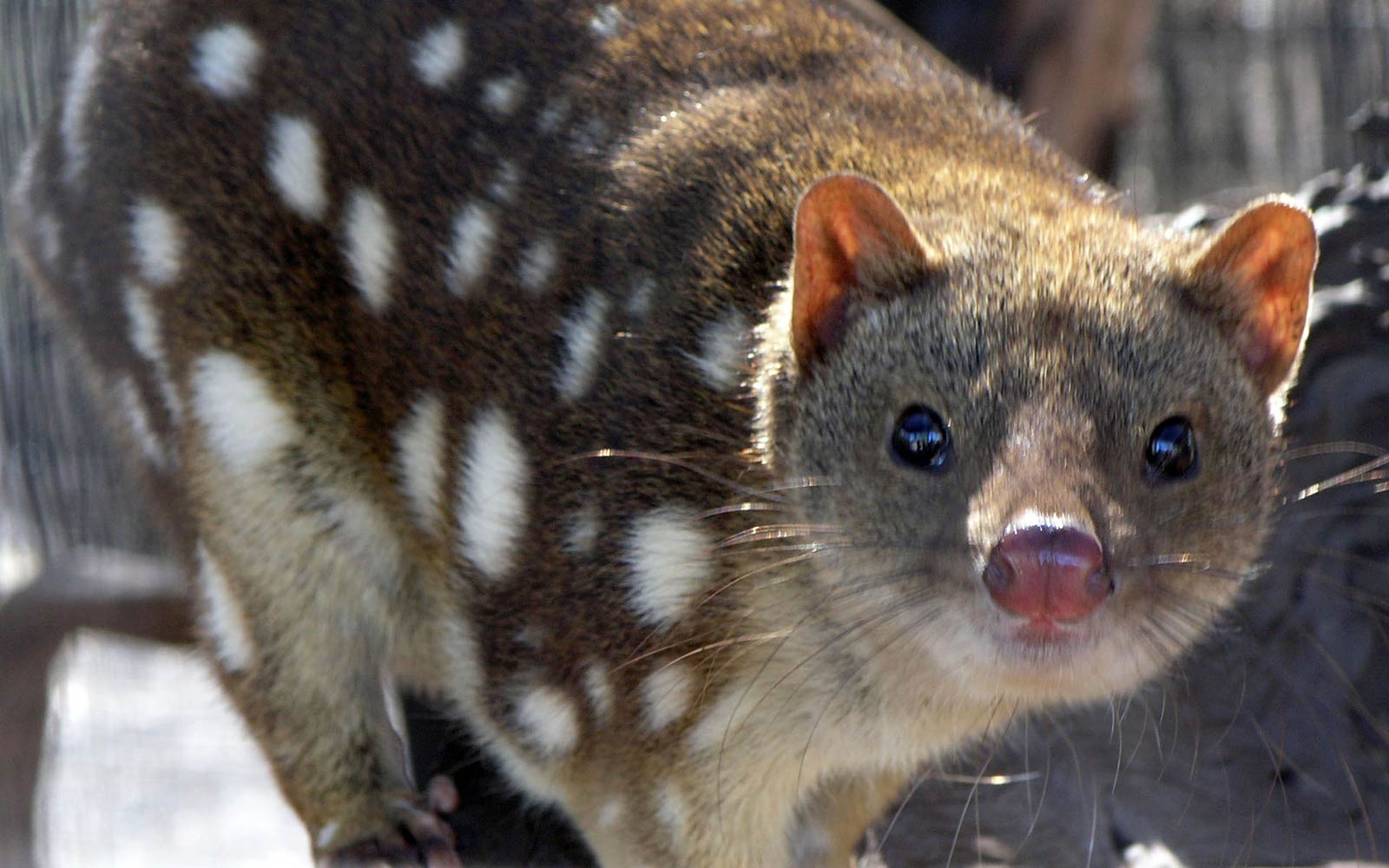 free Quolls wallpaper wallpapers download