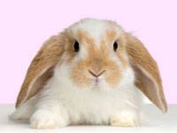 Cute little bunny rabbit