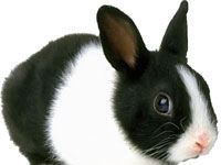 Rabbit black and white