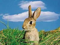 Rabbit image