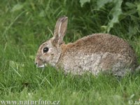 Rabbit image