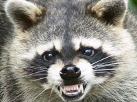 Raccoon picture