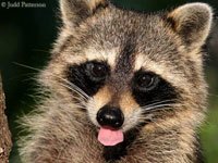 Raccoon 