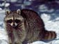 Raccoon wallpaper