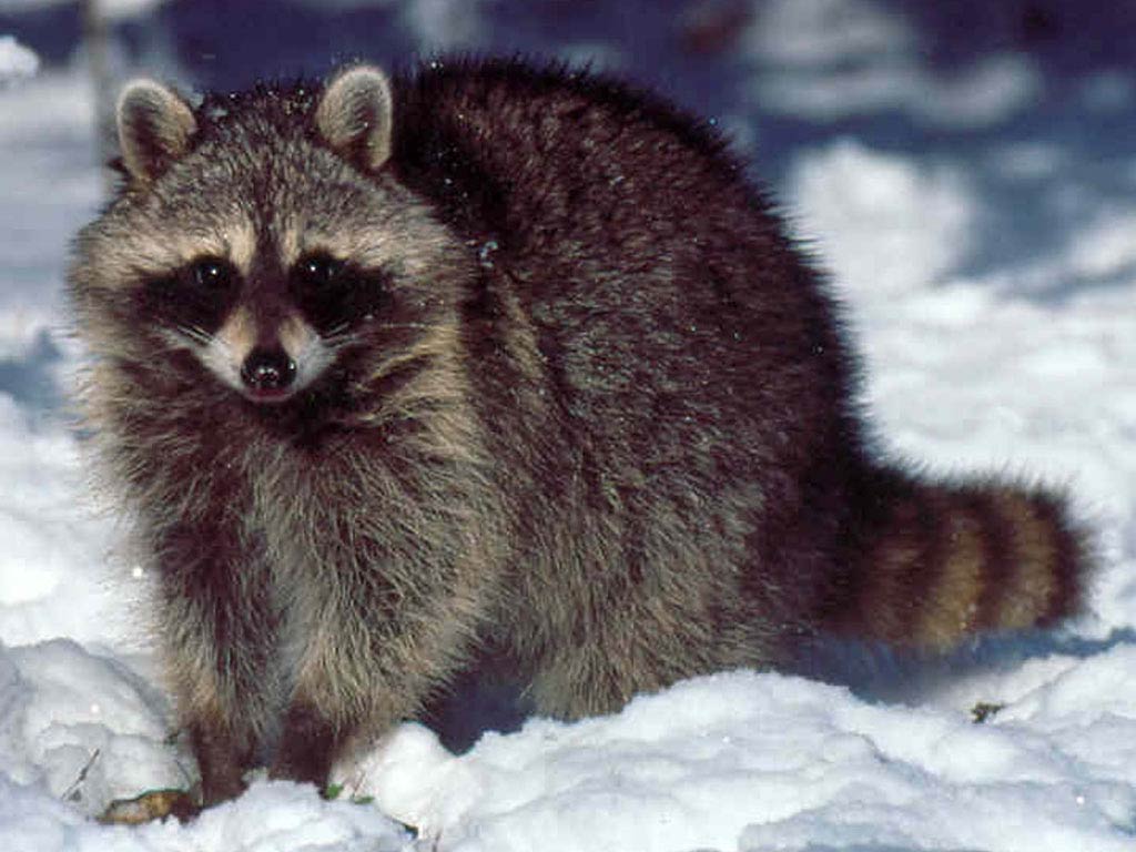 free Raccoon wallpaper wallpapers and background