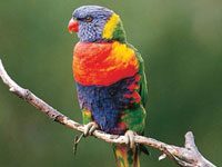 Rainbow Lorrekeet image