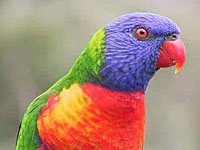 Rainbow Lorrekeet image