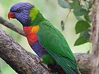 Rainbow Lorrekeet picture