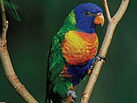 Rainbow Lorrekeet image