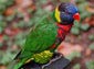 Rainbow Lorrekeet wallpaper