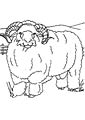 Ram coloring page