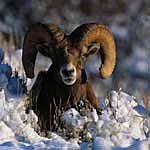 Ram in the snow