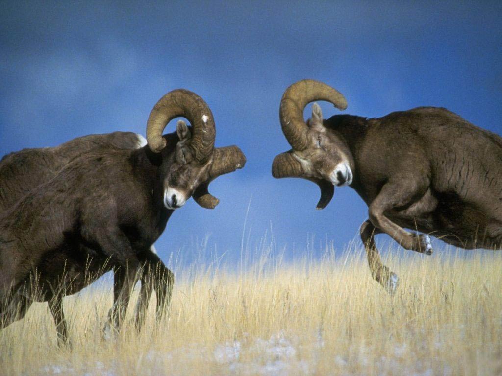 Ram Wallpaper and Background Animals Town Ram Wallpaper and Background Animals Town